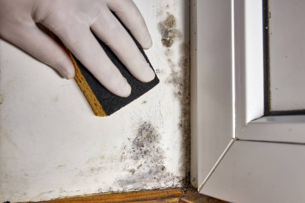 Mold Documentation for Insurance Claims in Melvindale, MI